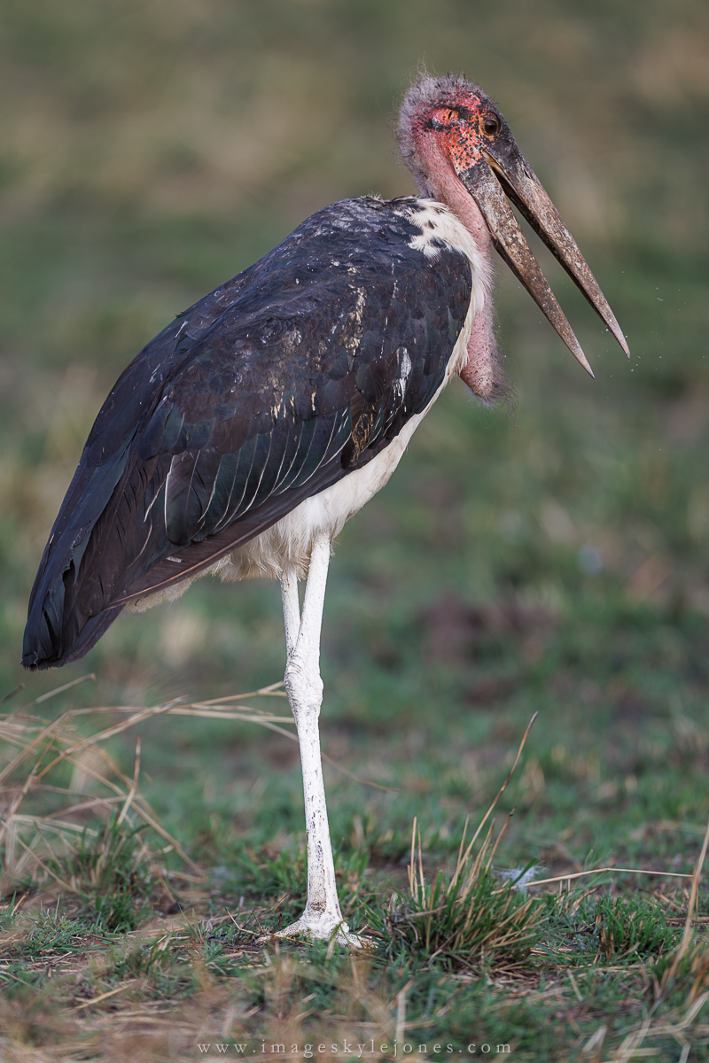 2742 Maribou Stork_1200.jpg
