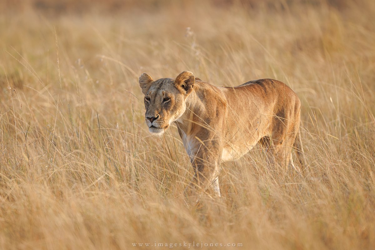 2770 The Huntress_1200.jpg