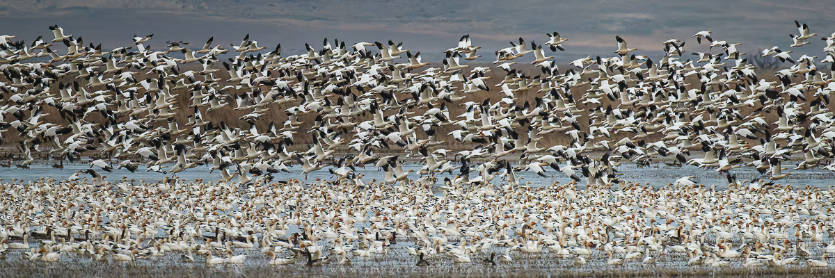 2786 A Couple of Geese_1200.jpg