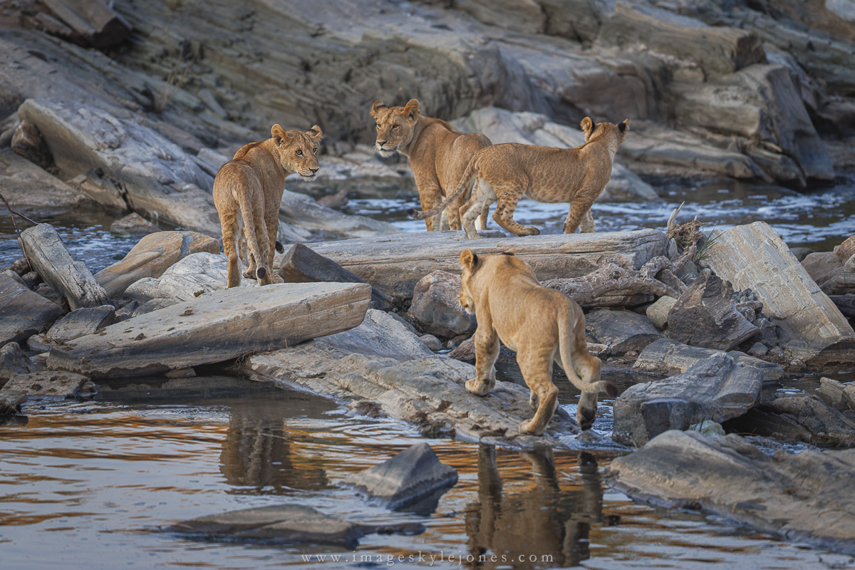 2819 Lion Crossing_1200.jpg