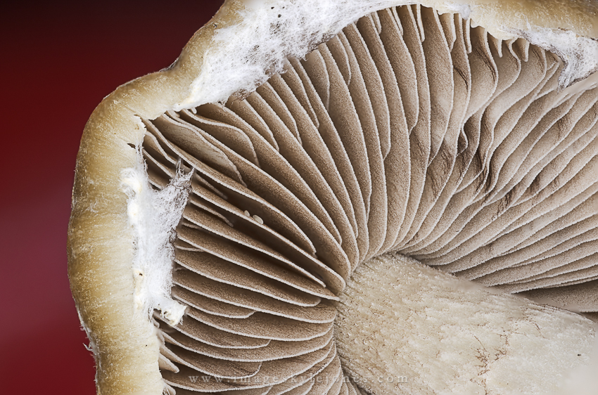 2948 Mushroom Macro_850.jpg