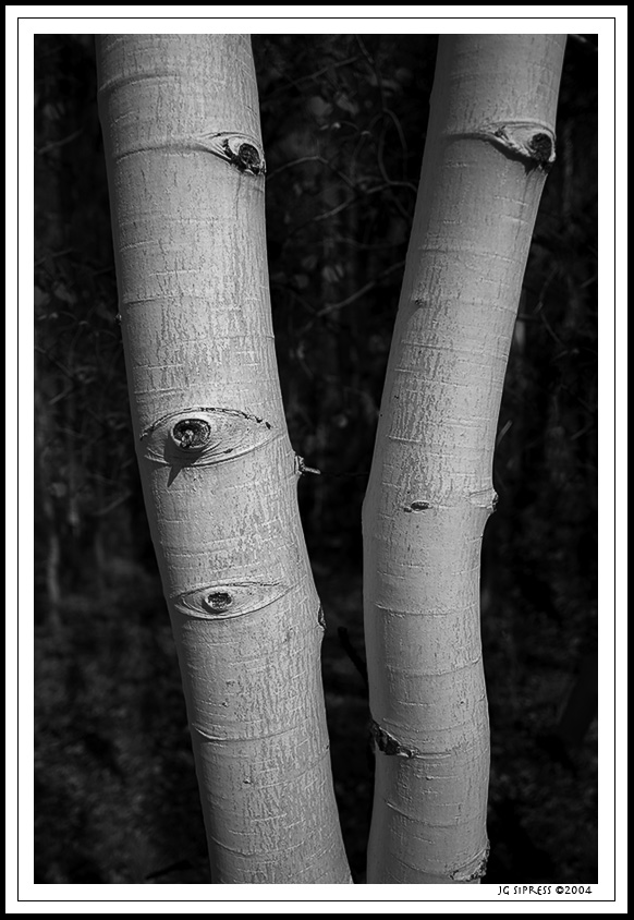 2aspens2.jpg