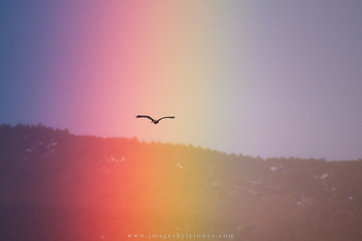 3071 Fly to the Rainbow_1200.jpg
