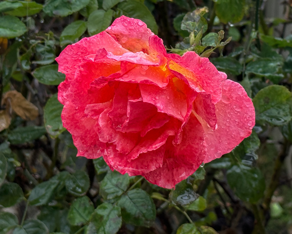 3136032E-C044-40AD-B276-3A5F4E38B8CF.jpeg
