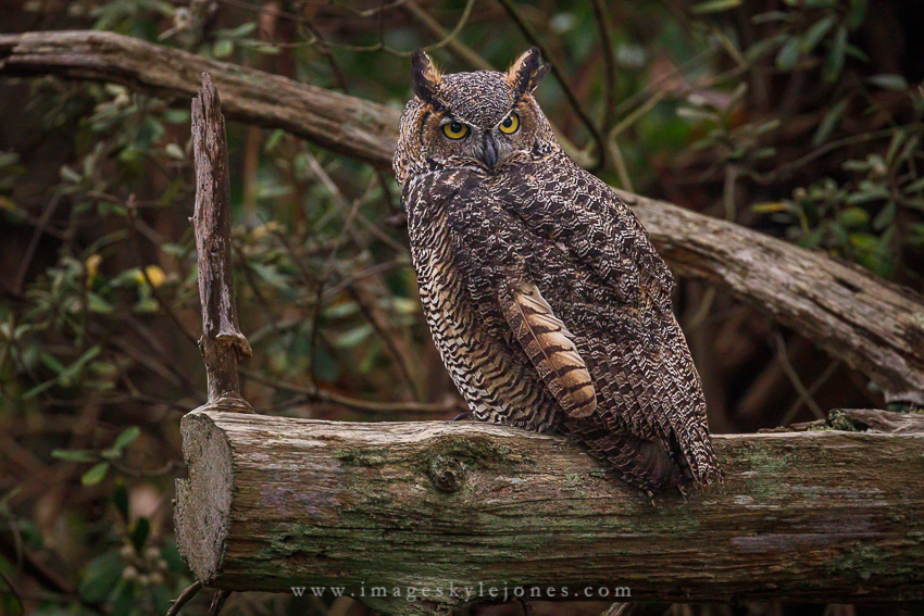 An Owl in the City Focal World