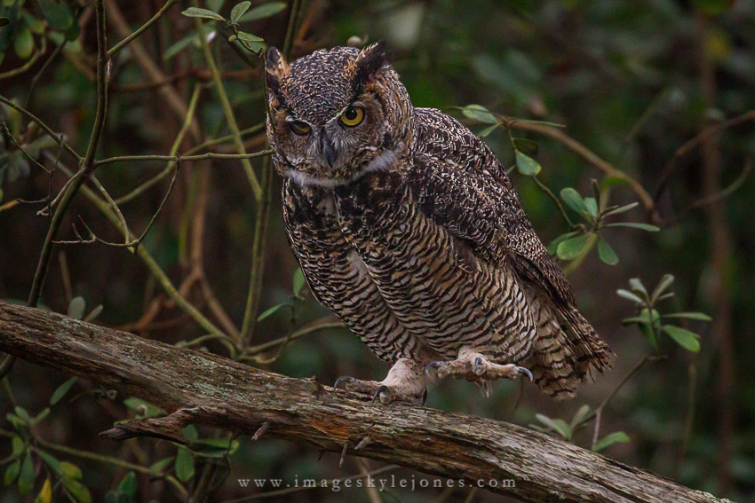 An Owl in the City Focal World