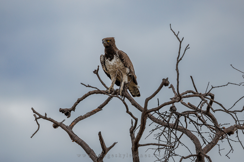 3920 Martial Eagle_850.jpg