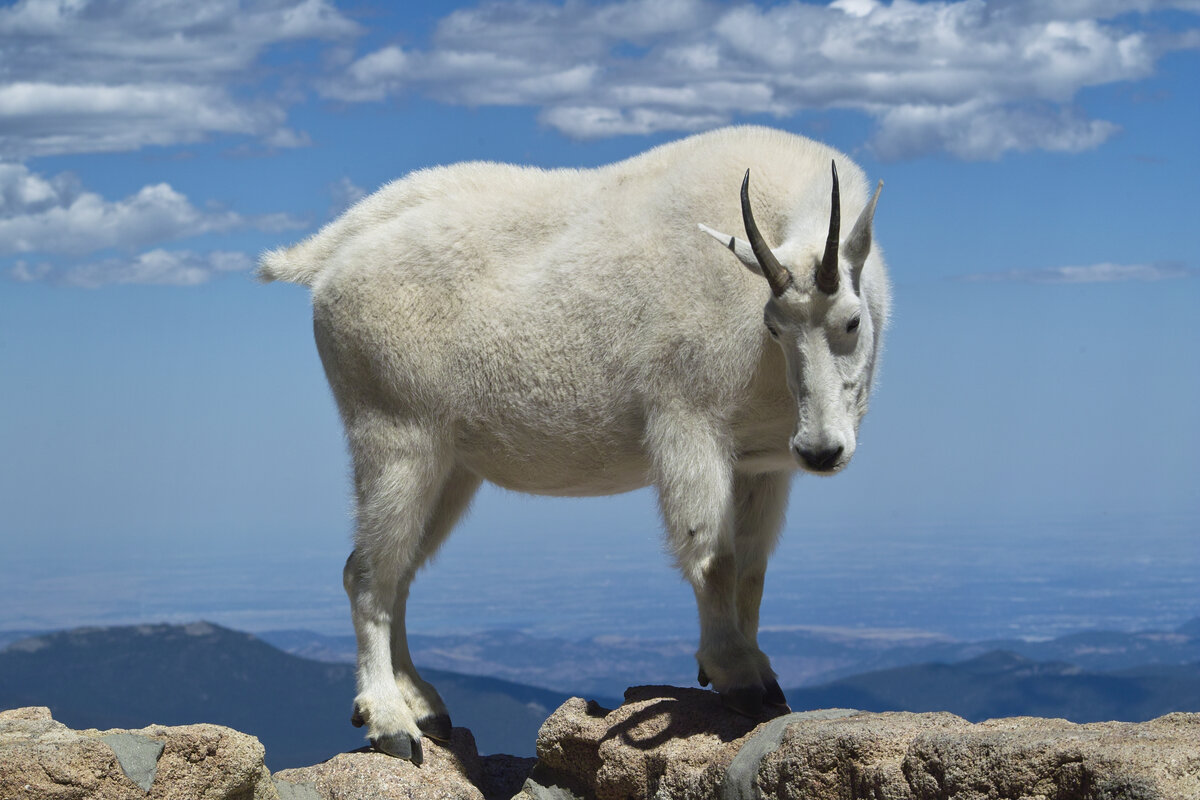 Colorado Mountain Goat | Focal World