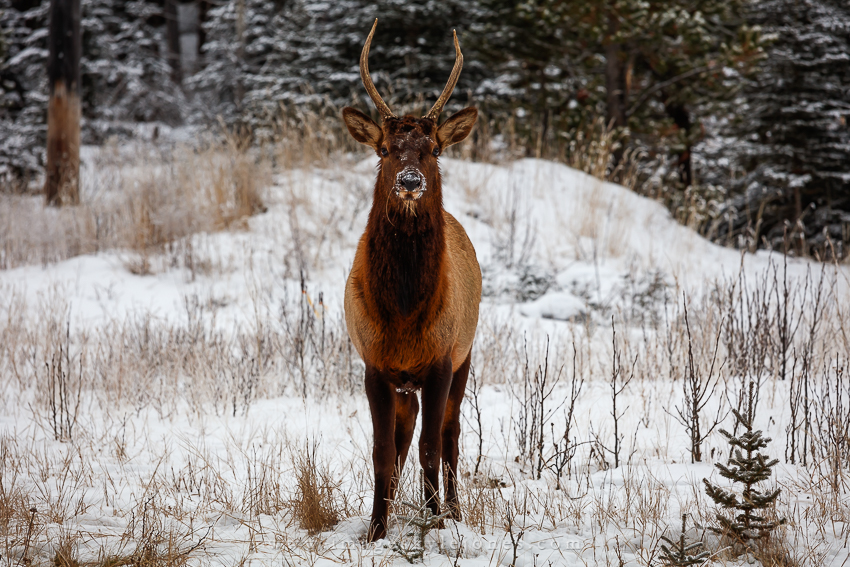 3993 Canmore Bull Elk_850.jpg
