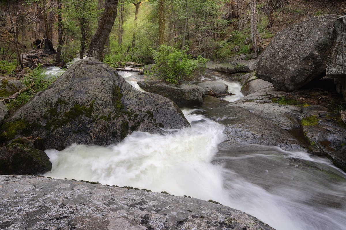 Alder Creek Focal World