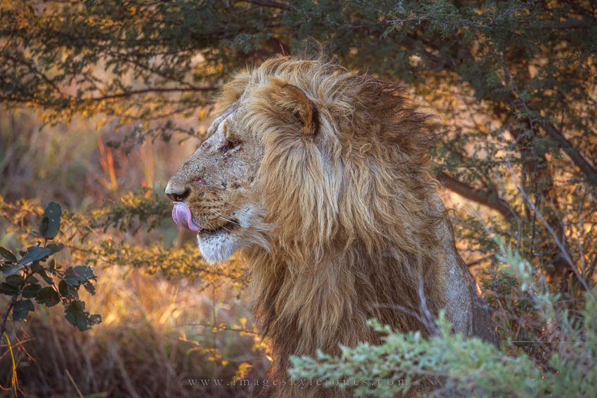 4735 Lion Portrait_850.jpg
