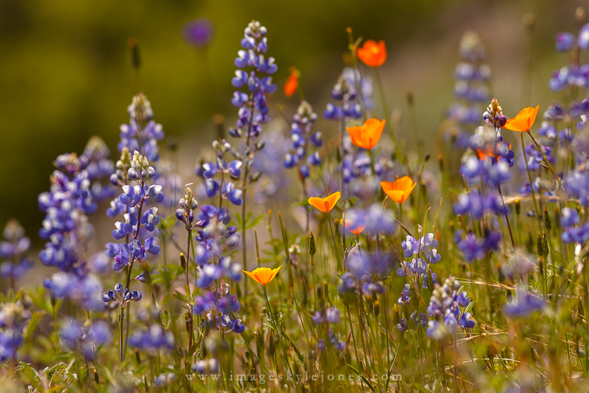 4755 Hite Cove Flowers_850.jpg