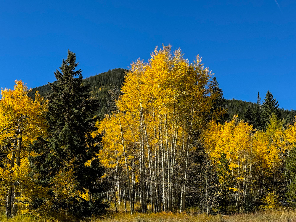 Fall is Springing Up! | Focal World