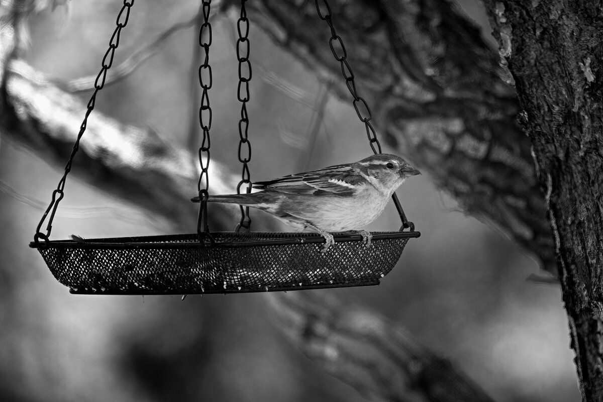 5-04-2022---Song-Sparrow-3.1.jpg