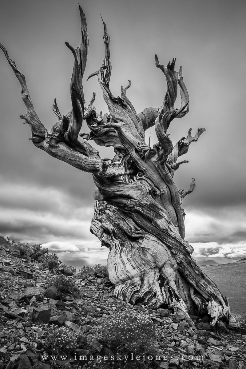 5290 Stormy Bristlecone B&W_1200.jpg