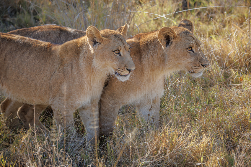5448 Lion Cubs_850.jpg
