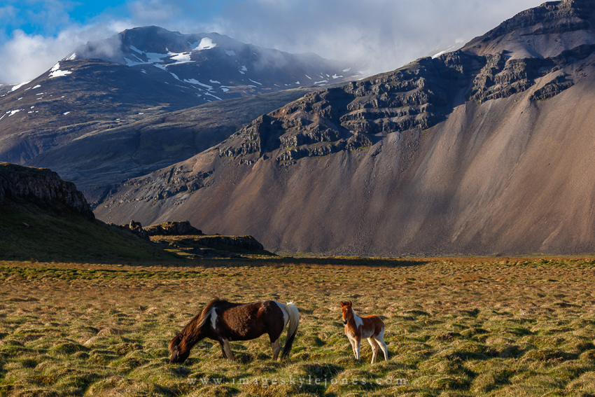 5641 Höfn Horses_850 (1).jpg