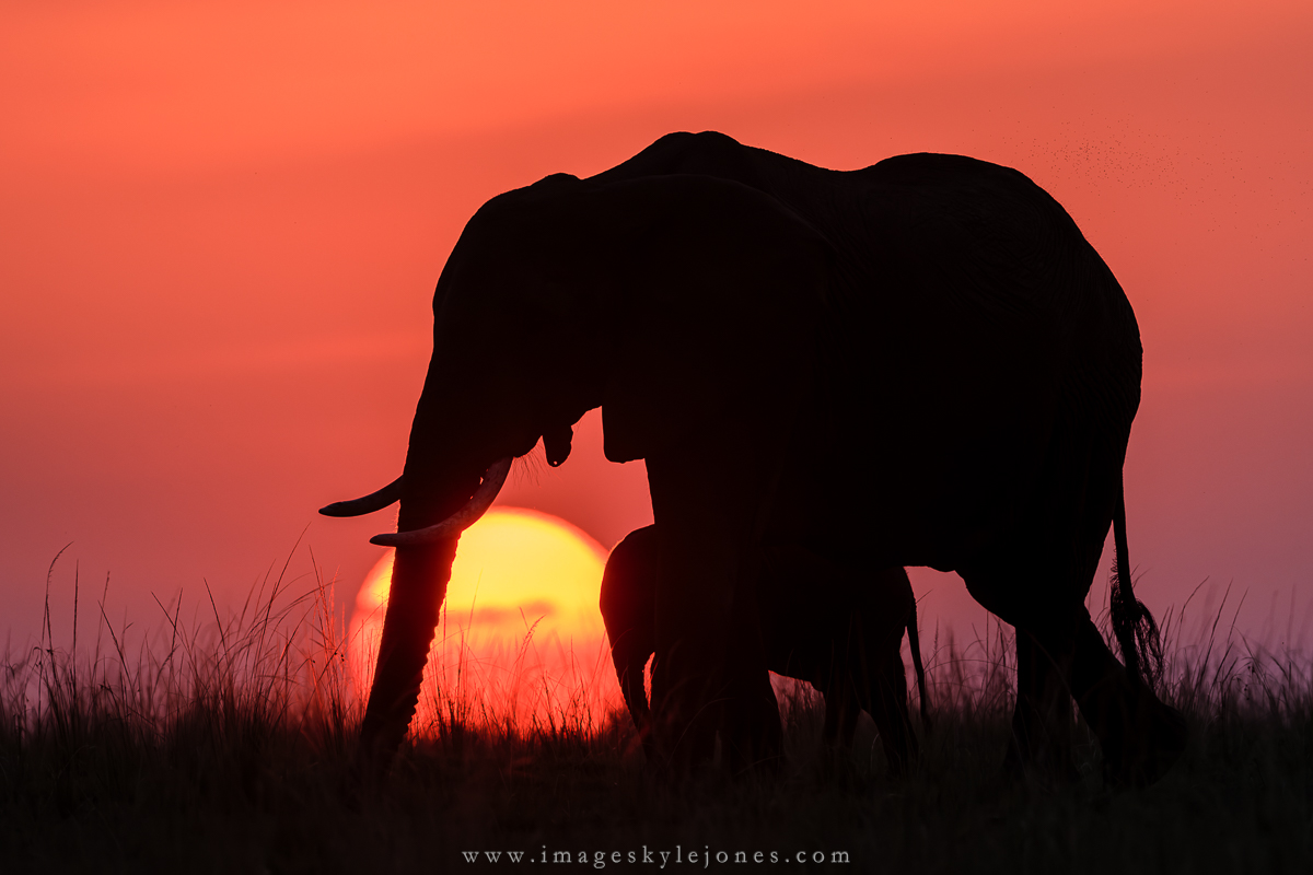 5668 Elephants at Sunset_1200.jpg
