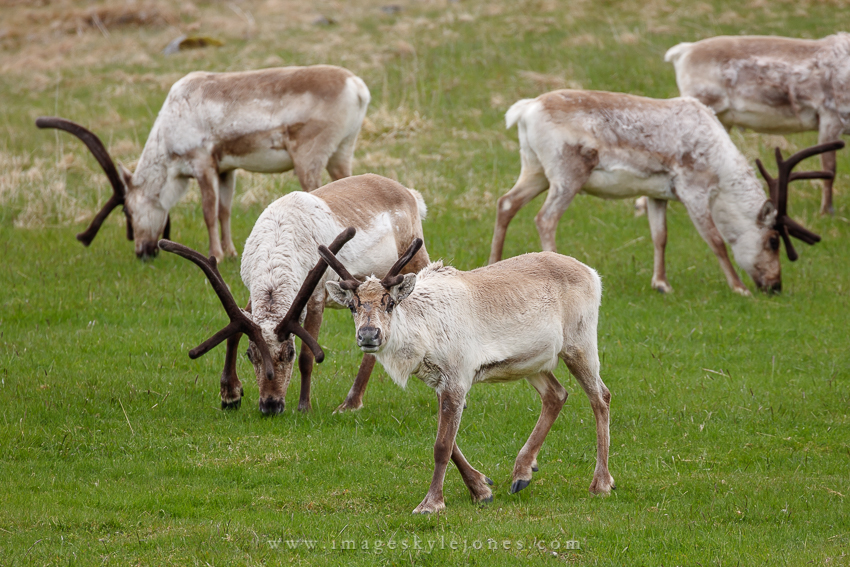 5806 Reindeer Group_850.jpg