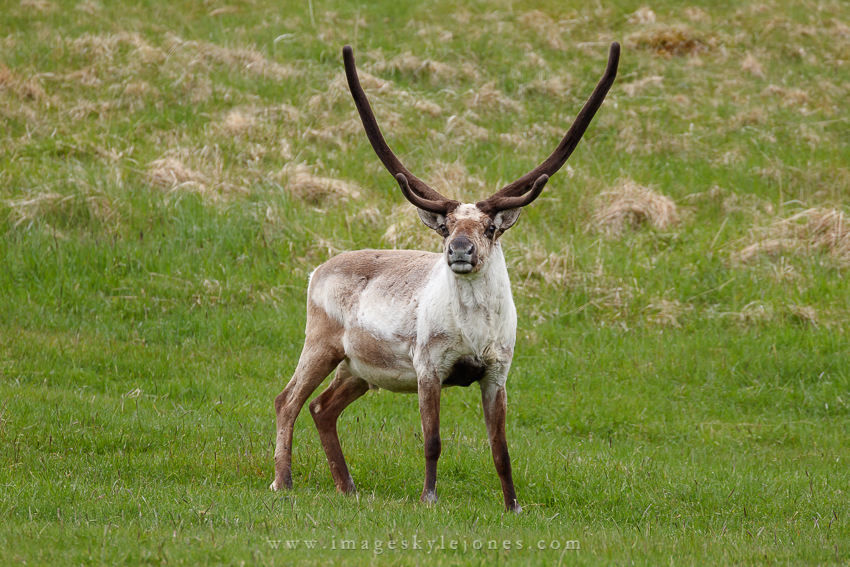 5815 Reindeer Bull_850.jpg