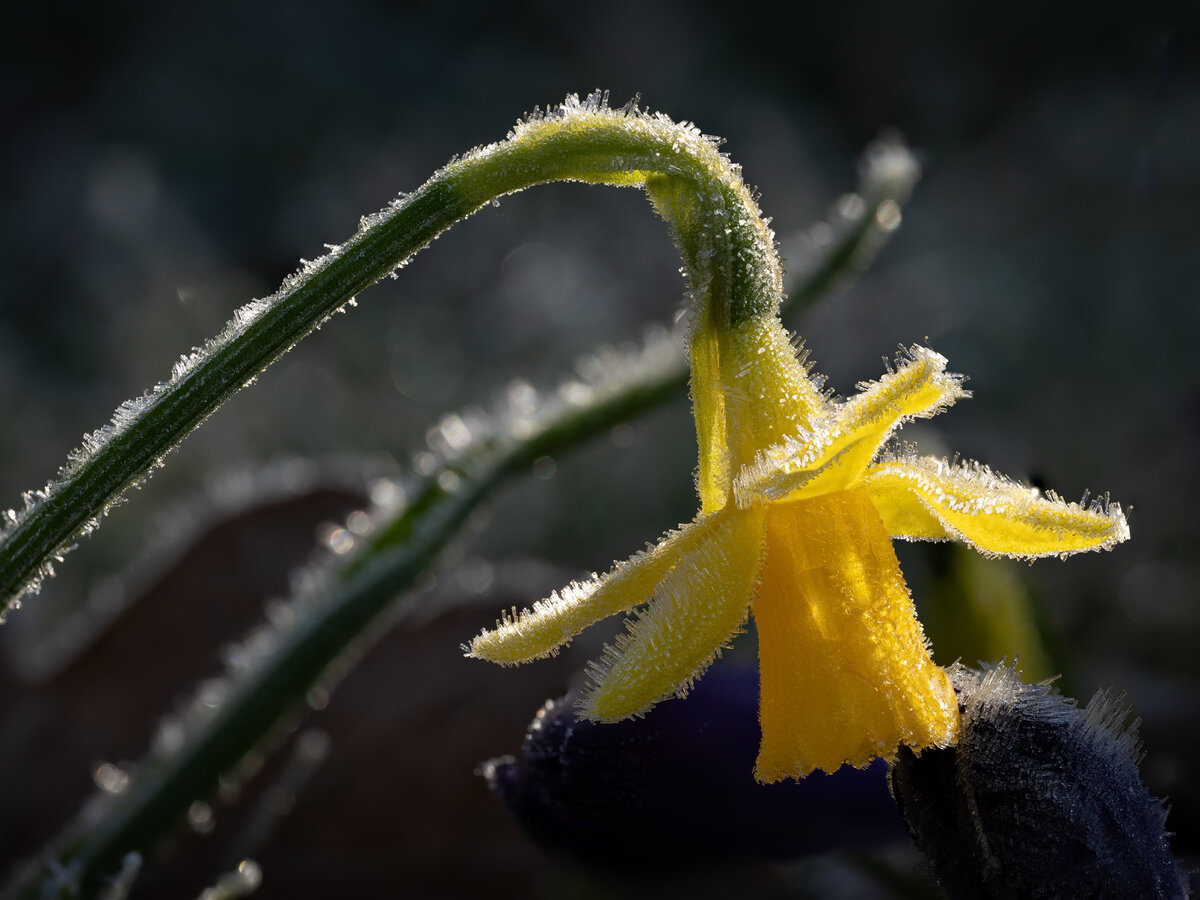 5853 to 5874 focus stack copy.jpeg