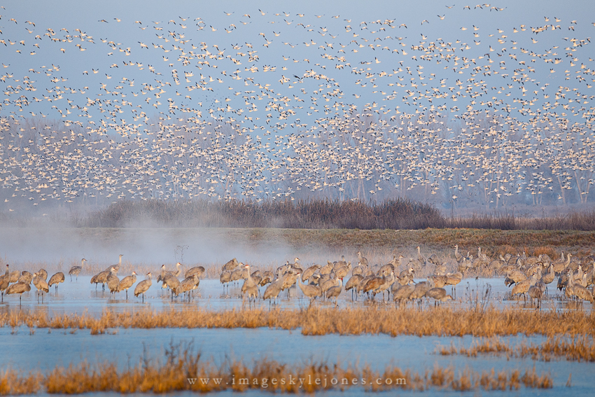 5898 Cranes and Geese_850.jpg