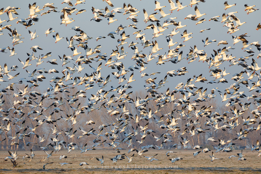 5937 Flying Geese_850.jpg