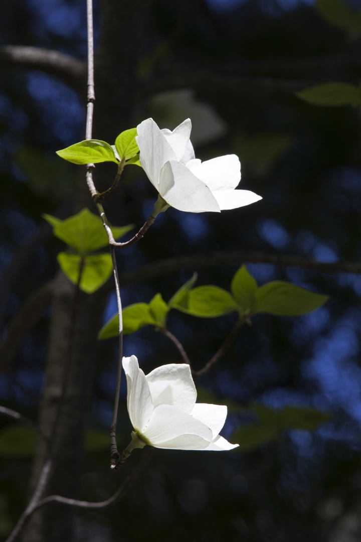 5D2_9564_240506w.jpg
