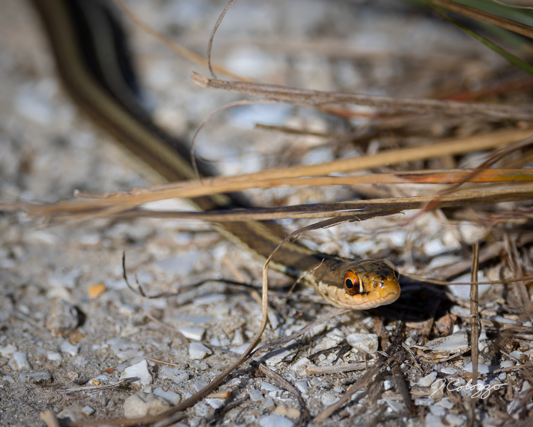 Ribon snake | Focal World