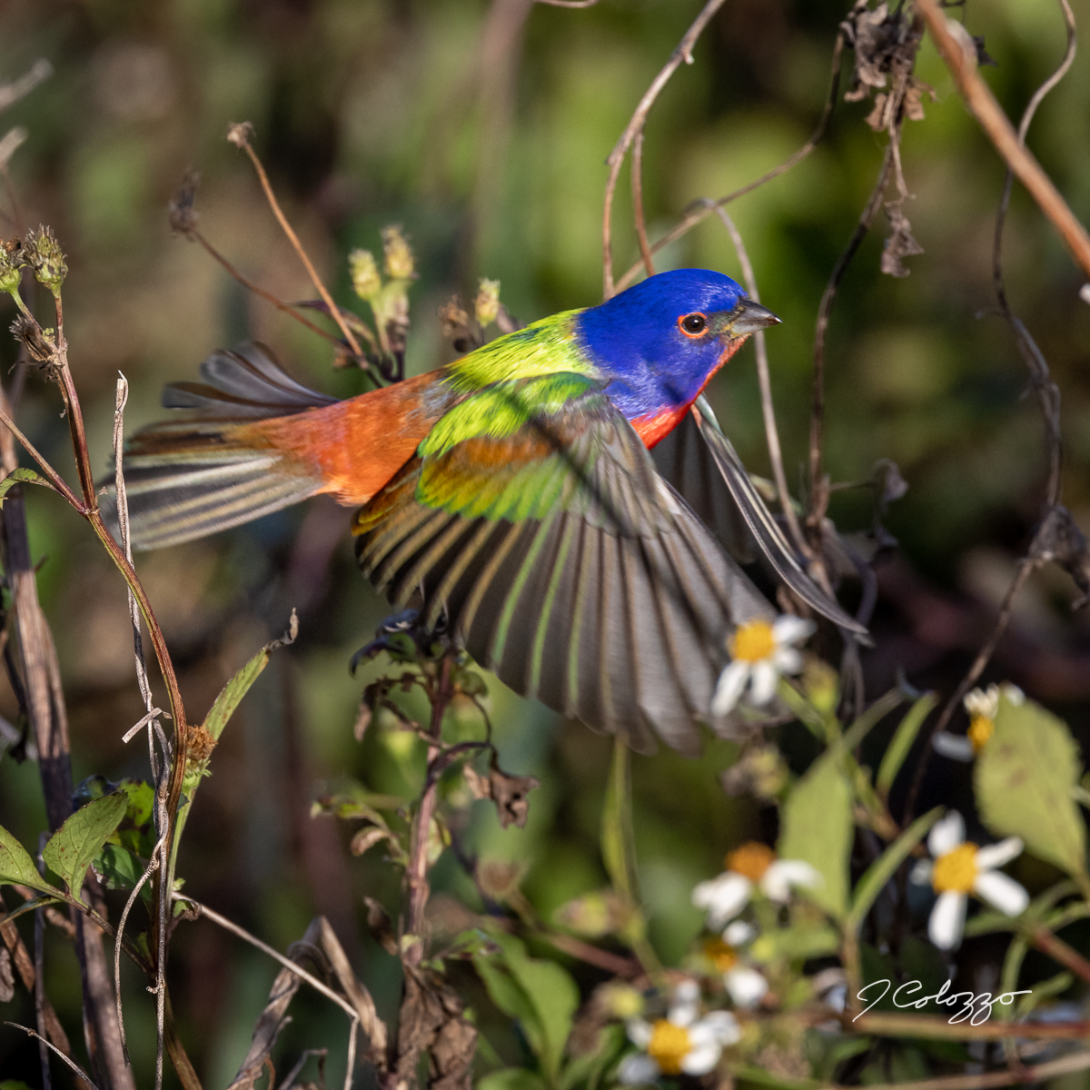 5W2A0718-Edit-2.jpg