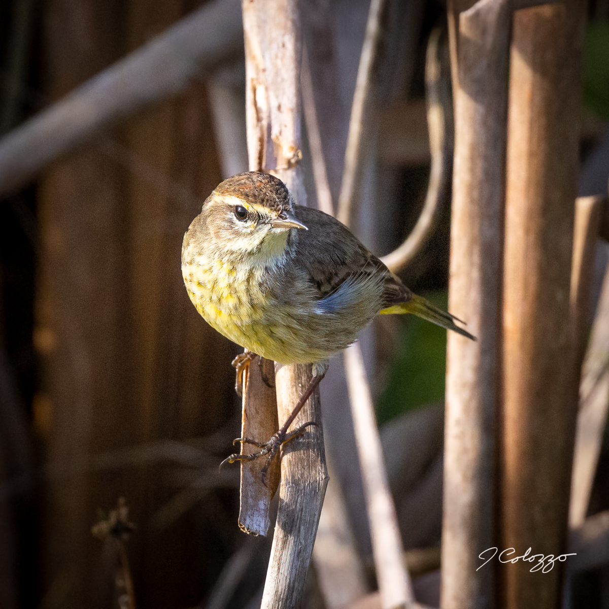5W2A0778-Edit.jpg