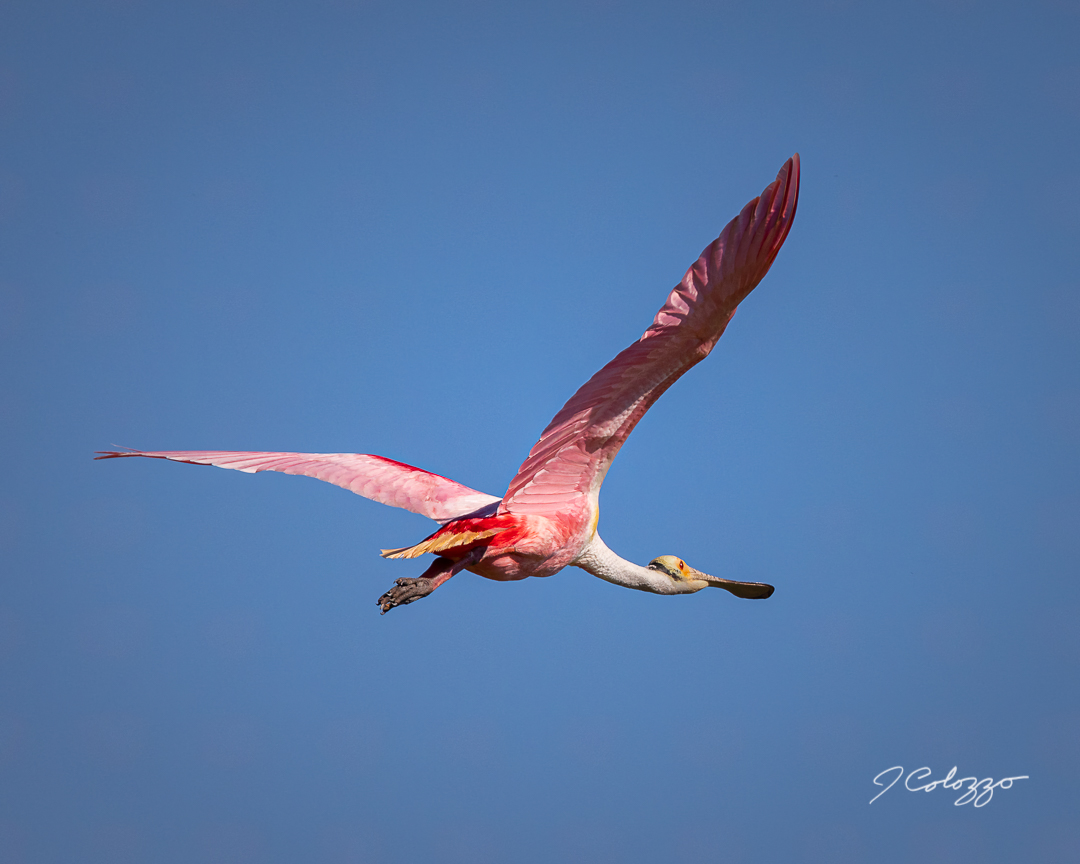 5W2A1083-Edit-2.jpg