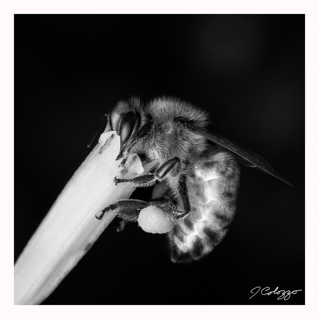 5W2A6504-Edit-Edit.jpg