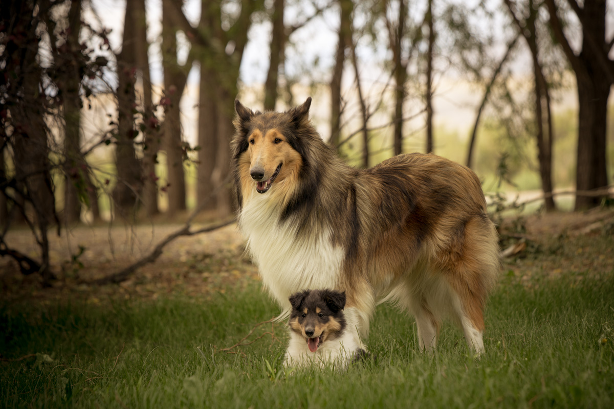 6-13-2020-Pup-1.jpg