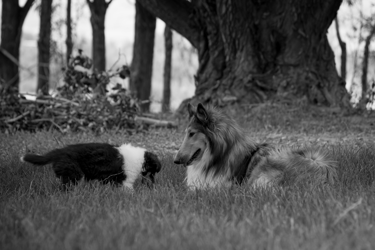 6-13-2020-Pup-2.jpg
