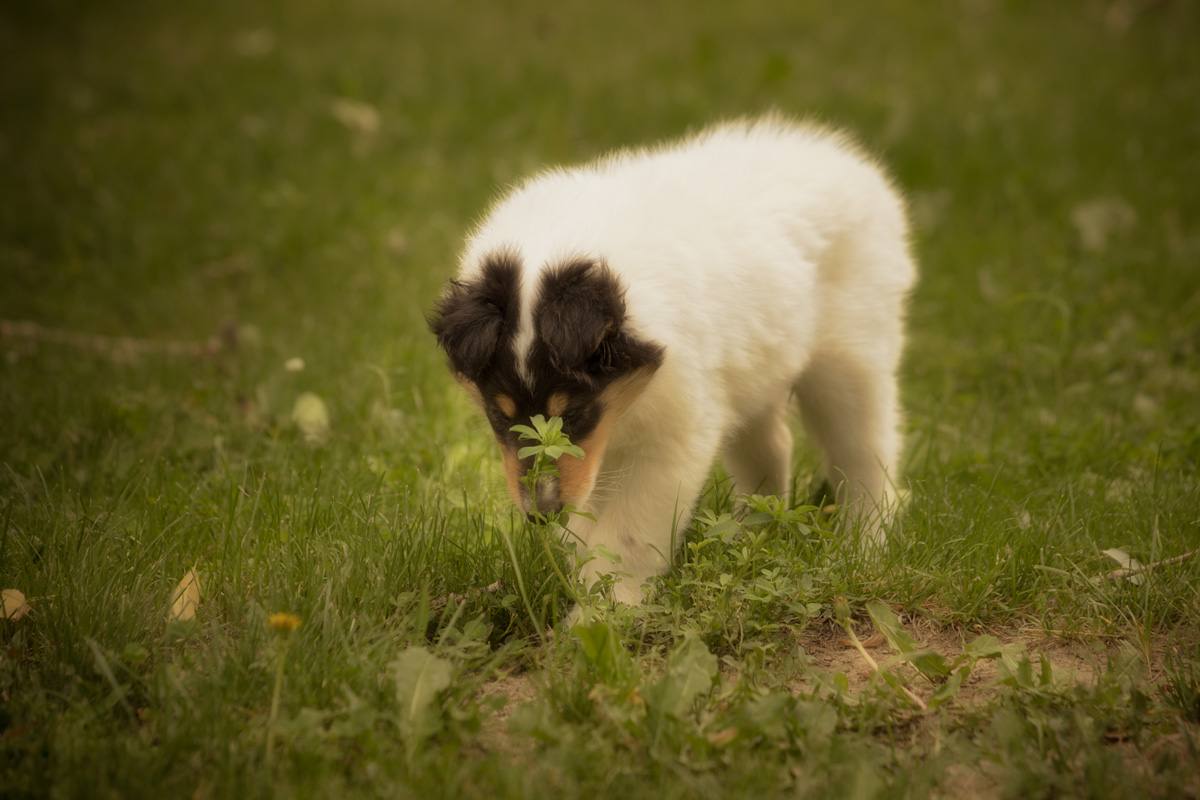 6-13-2020-Pup-7.1.jpg
