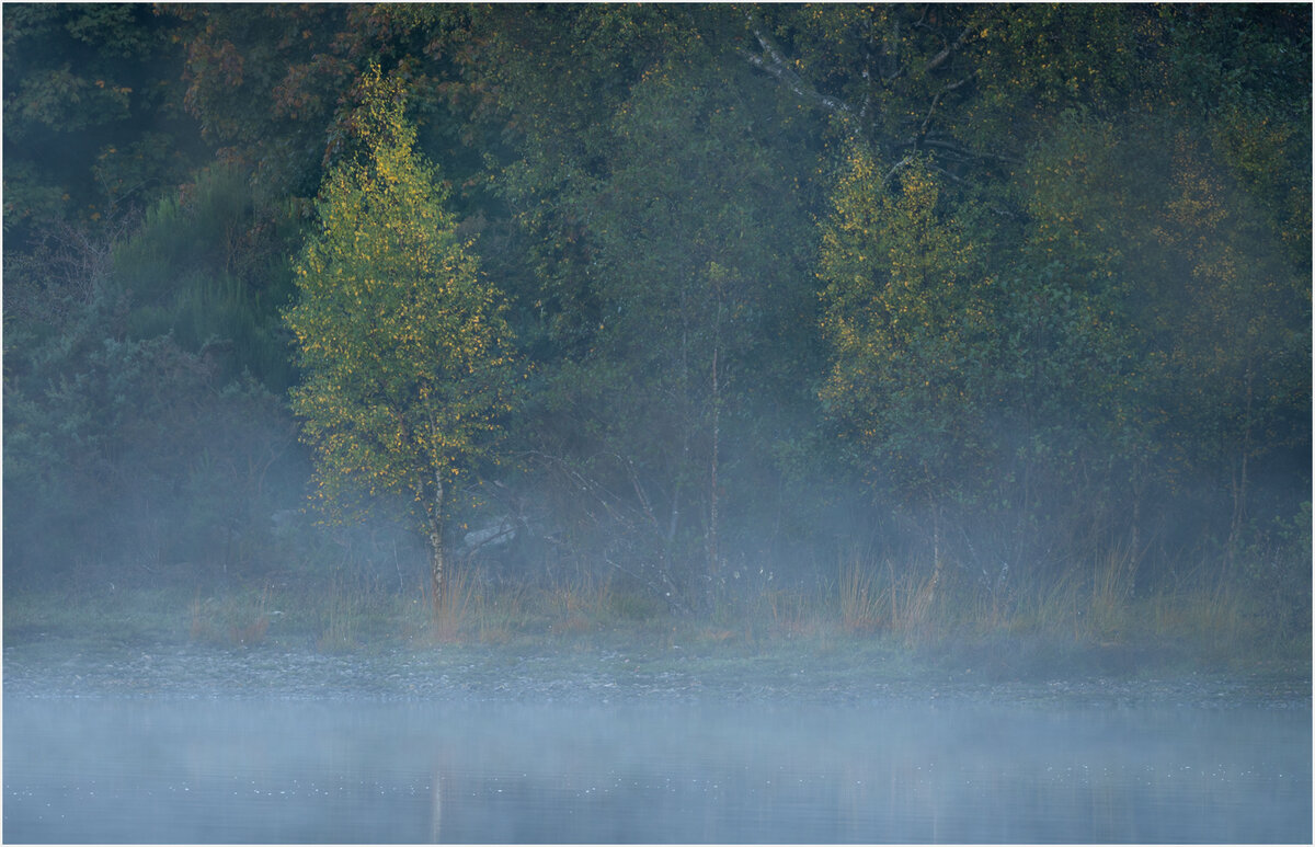 #6 Birch trees starting to change.jpg