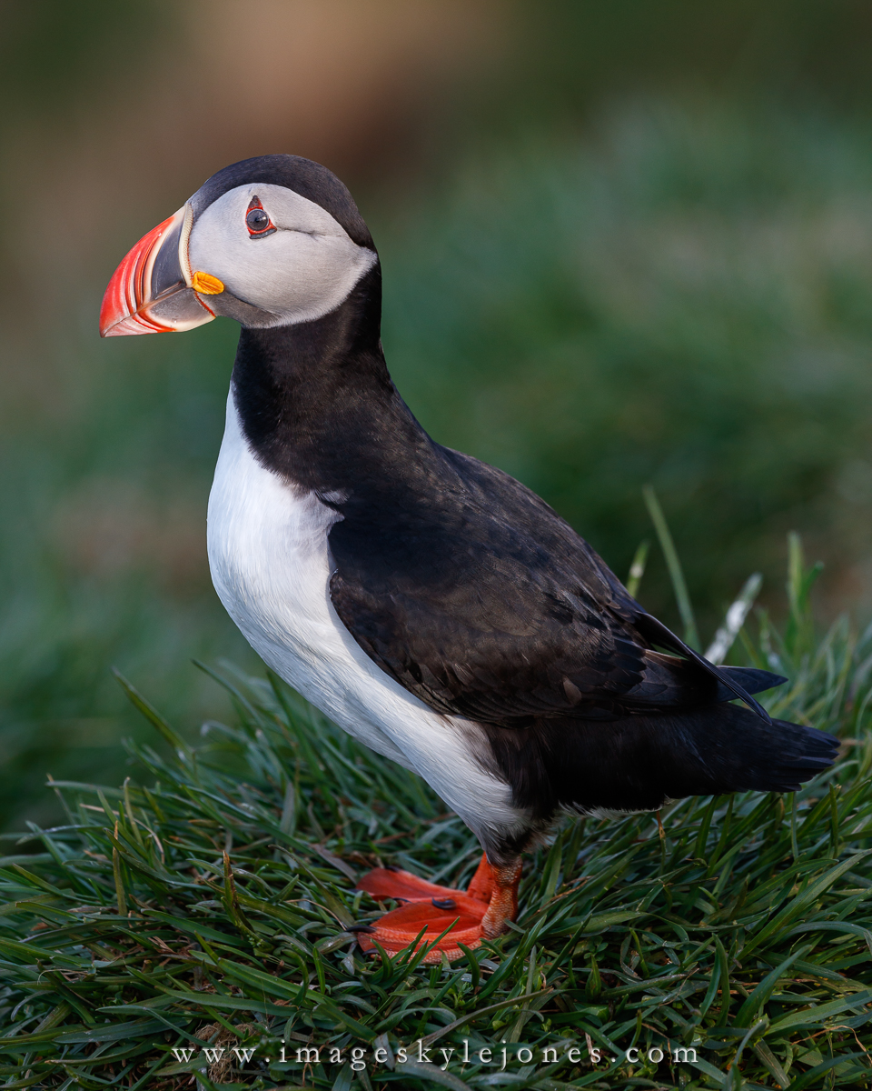 6087 Puffin Posing_1200.jpg