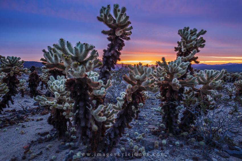 6217 Cholla Sunrise_850.jpg