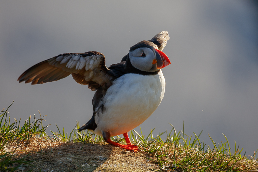 6220 Launching Puffin_850.jpg