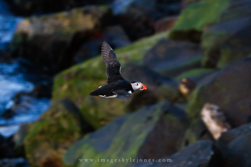6254 Flying Puffin_850.jpg