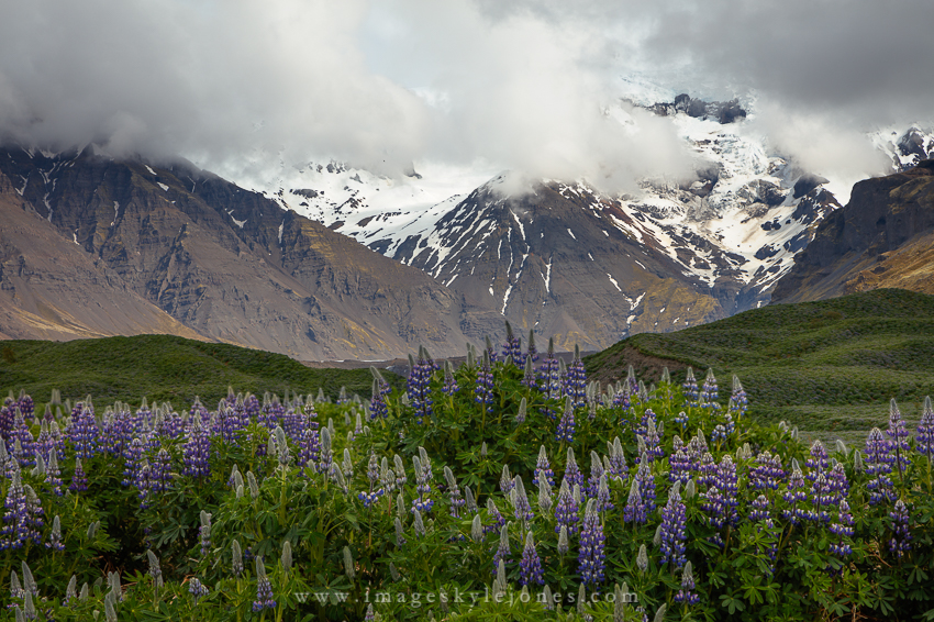 6307 Lupines and Mountains_850.jpg
