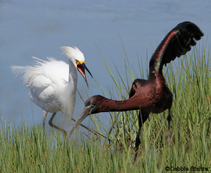 64049970_Pqh88i7g_20D2006724665PIEgretIbis - Copy.jpg