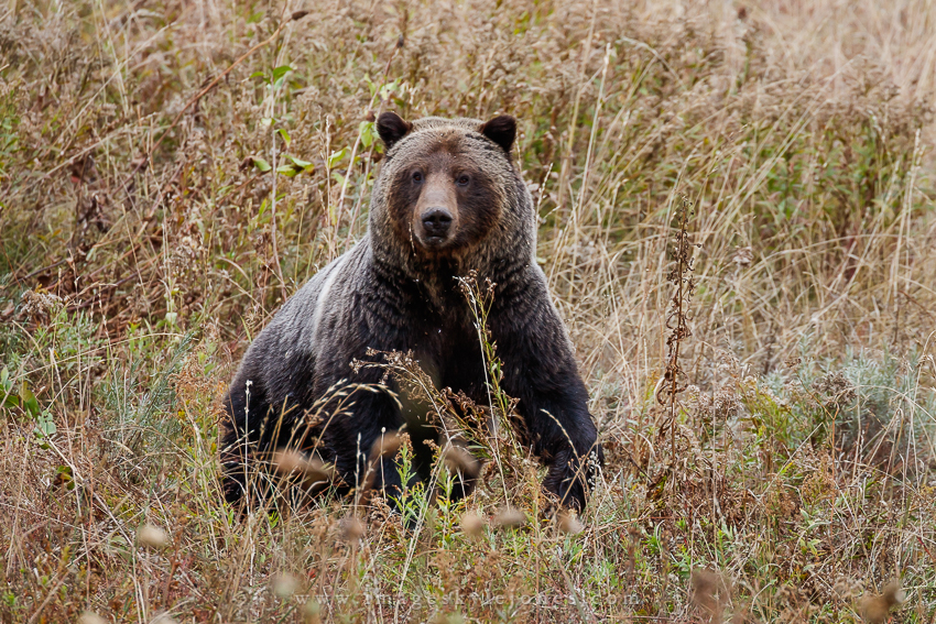 6616 Sitting Bear_850.jpg