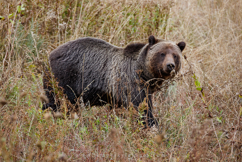 6620 Teton Grizzly_850.jpg