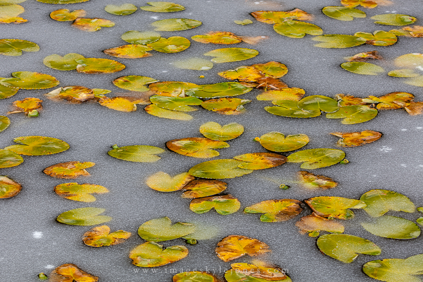 6641 Isa Lake Landscape_850.jpg