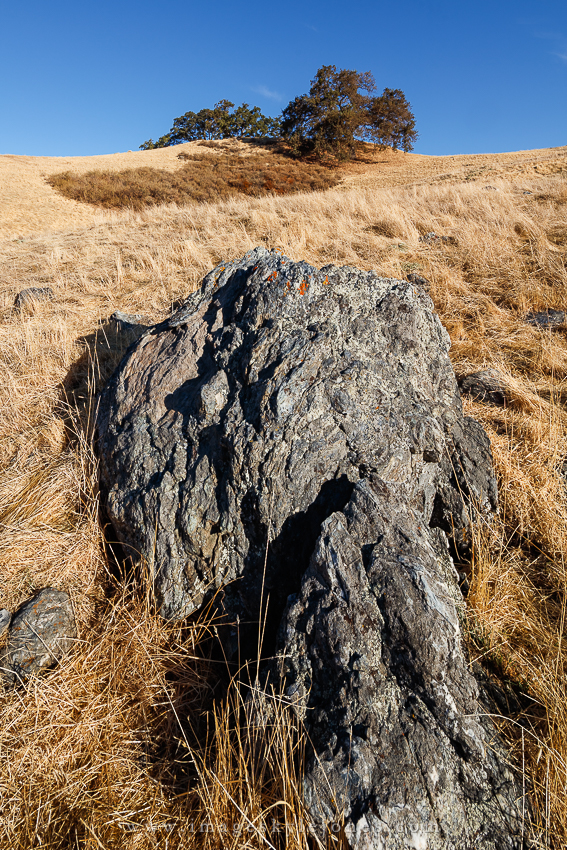 6741 Rock and Trees_850.jpg