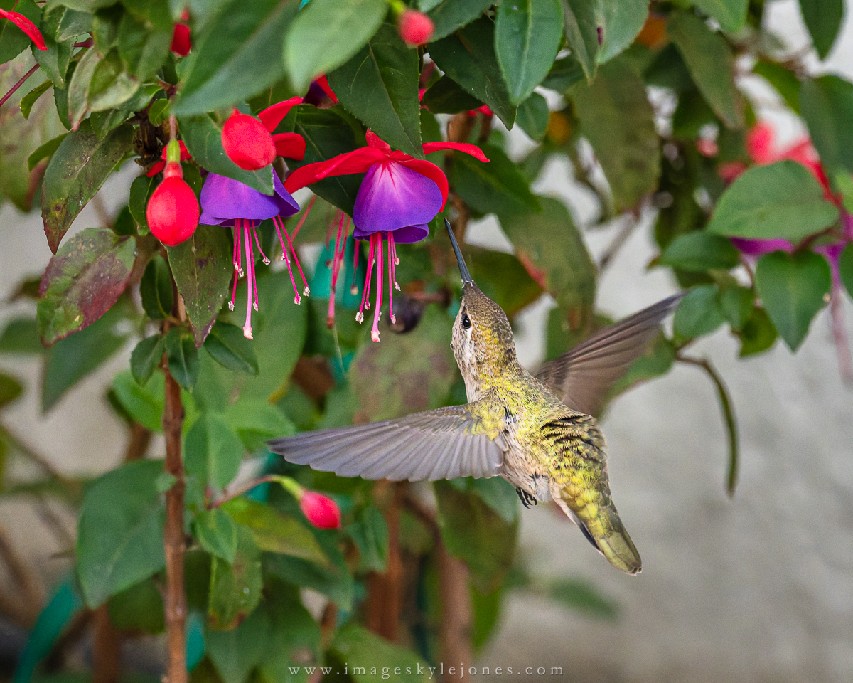 6767 Humminghbird and Fuchsia_1200.jpg