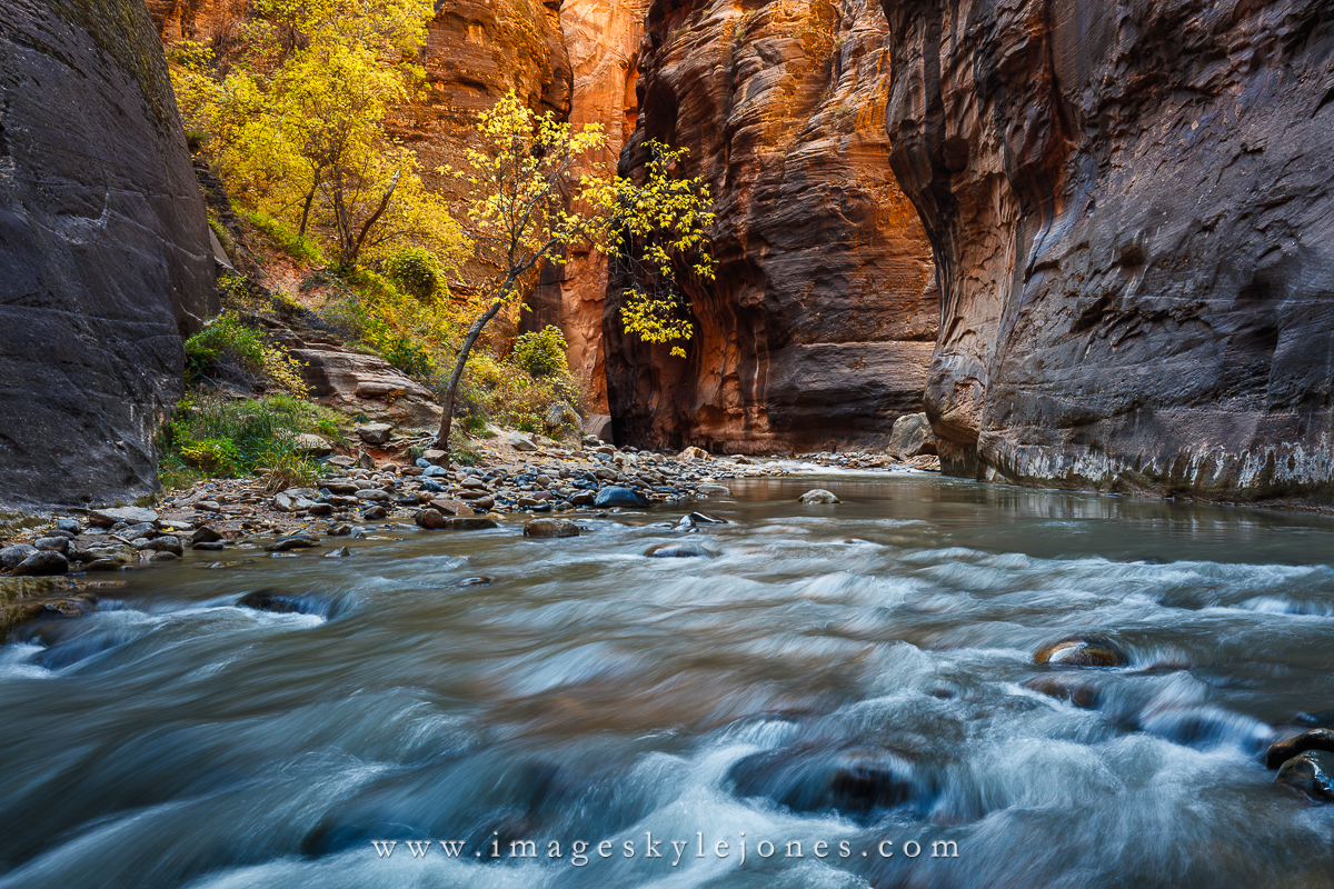 6849 Narrows and Tree_1200.jpg