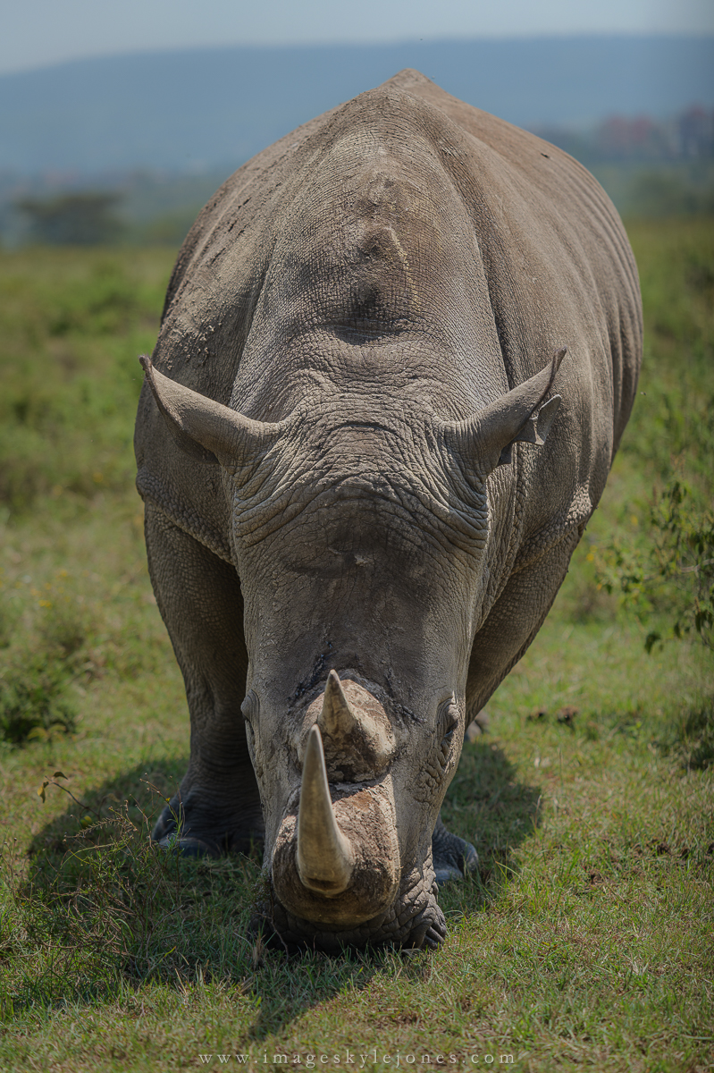 6924 White Rhino_1200.jpg